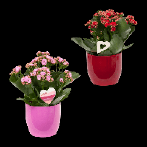 GARDENLINE Kalanchoe 2.99 €