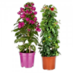 Blühende Pyramide 8.99 €