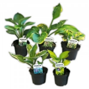 Funkie 1.99 €