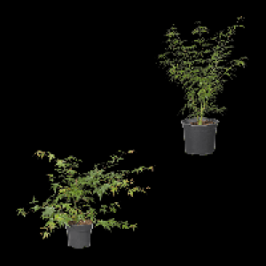 GARDENLINE Japanischer Ahorn 6.99 €