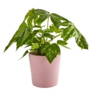 GARDENLINE® Exotische Pflanze