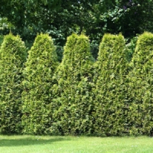 Lebensbaum-Hecke Easy Care, 10 Pflanzen