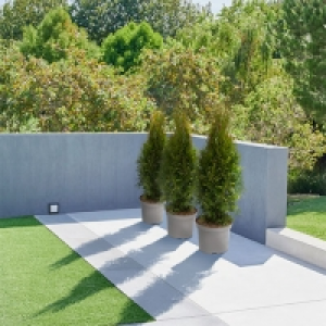 Lebensbaum-Hecke Easy Care, 3 Pflanzen