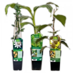 Exotische Früchte 4.99 €