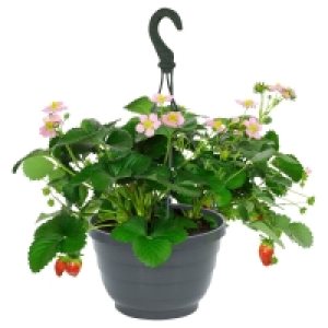 GARDENLINE® Erdbeer-Ampel