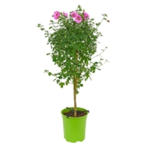 Aldi Süd  GARDENLINE® Blühende Stämmchen