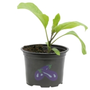 GARDENLINE® Gemüse-/Erdbeerpflanze
