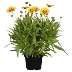 Stauden/Sommerblumen