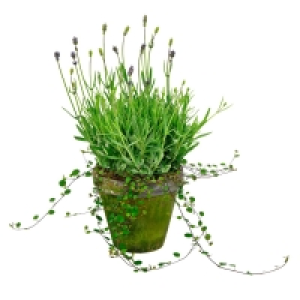 GARDENLINE® Lavendel-Vintage-XXL