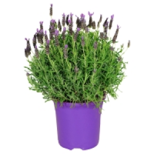 GARDENLINE® Lavendel 2.59 €