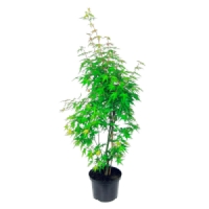 GARDENLINE® Ahorn-Strauch 12.99 €