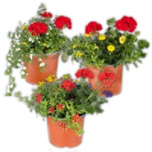 Sommer Solitär Kübel Quattros XXL 4.99 €