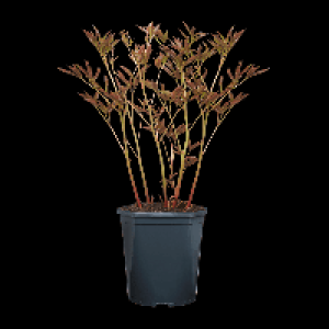 GARDENLINE Pfingstrose 6.49 €