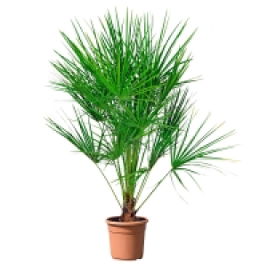 GARDENLINE® Palmen-/Bambuspflanze
