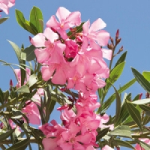 Oleander 4.79&nbsp;&euro;