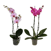 Aldi Nord Gardenline GARDENLINE Orchidee (Phalaenopsis)