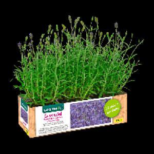 GARDENLINE Lavendel 2.99 €
