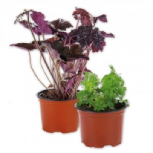 Stauden 1.49 €
