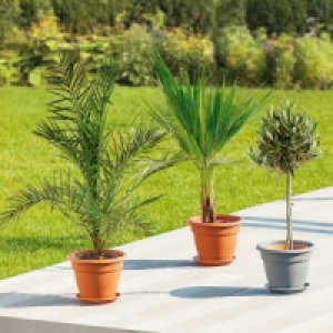 Große Terrassenpflanze 9.99 €