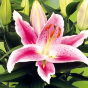 Lilien Starlight Express 5.99 €