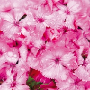 Gartennelke 1.89 €