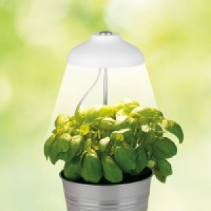 MAXXMEE LED-Pflanzenleuchte mit Telskopstab, ca. 11x11x4cm 6.39 €