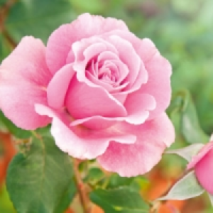 Norma Finest Garden Freiland Rose