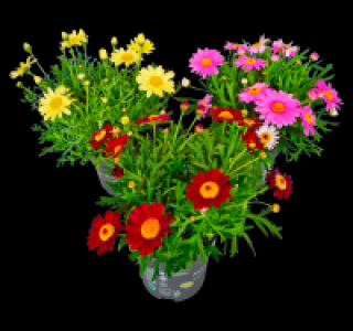 Strauchmargerite 1.49&nbsp;&euro;