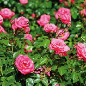 Rosen-Schale 4.99 €