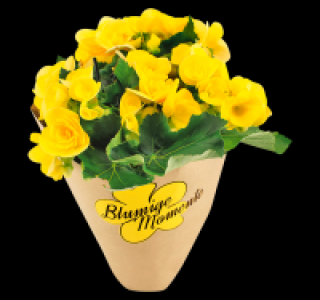 Verschiedene Bl&uuml;hpflanzen 1.99&nbsp;&euro;
