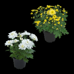 GARDENLINE Chrysanthemen 0.99 €