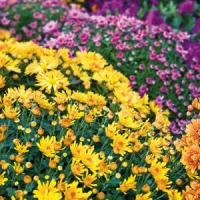 Norma  Garten-Chrysanthemen