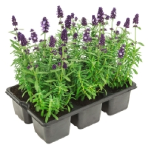 Aldi Süd  GARDENLINE® Lavendel, 6er-Tray