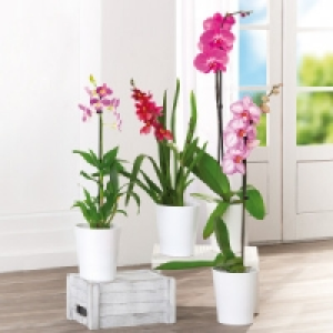 Orchideen-Mix 5.99&nbsp;&euro;