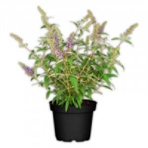 Schmetterlingsflieder 3.99 €