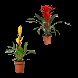 Aldi Nord Gardenline GARDENLINE Guzmania / Vriesea