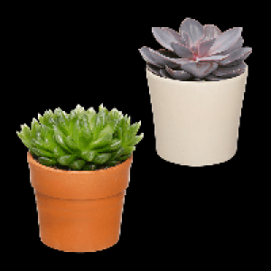 GARDENLINE Wüstenmix im Übertopf 2.99 €