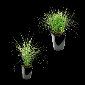 GARDENLINE Winterhartes Ziergras 4.99 €