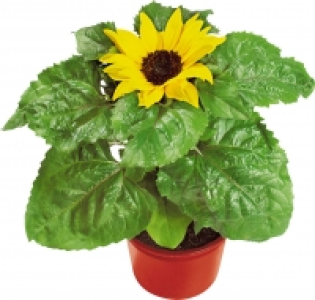 Sonnenblume 1.99 €