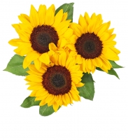 Kaufland  Sonnenblumen