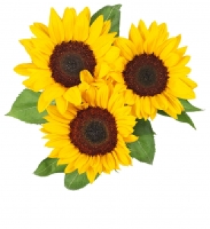 Sonnenblumen 1.99 €