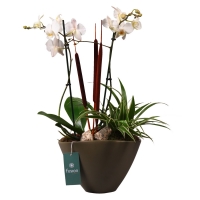 Aldi Süd  GARDENLINE® Orchideen-Arrangement