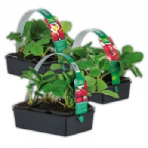 Erdbeerpflanzen 2.99 €