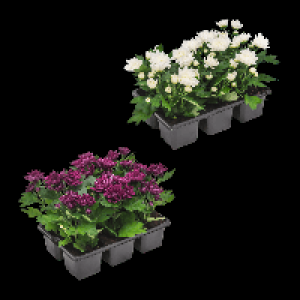 GARDENLINE Chrysanthemen 2.49 €