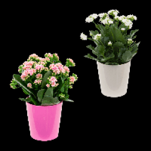 GARDENLINE Kalanchoe 2.49 €