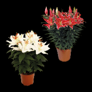 GARDENLINE Orientalische Lilie 6.99 €