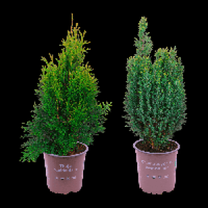 GARDENLINE Konifere 1.99 €