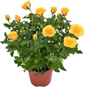 Rose 2.29&nbsp;&euro;