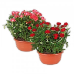 Rosen in Schale 4.79 €