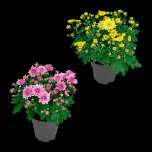 GARDENLINE Chrysanthemen 1.49 €